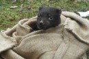 Tasmanian Devil