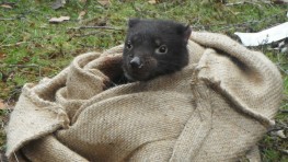 Tasmanian Devil