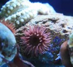 Rock Pools 5.jpg Rock Pools 5.jpg