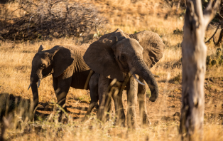 Living With Elephants Living With Elephants