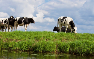 Should We All Become Vegan? Should We All Become Vegan?