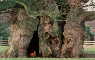 Our Ancient Woodlands Our Ancient Woodlands