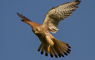 Wonderful World Of Birds Wonderful World Of Birds
