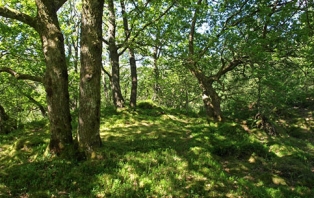 Woodland Wellness Woodland Wellness