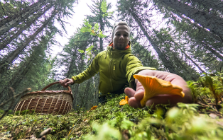 Foraging Foraging