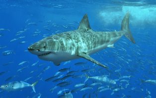 Shark Shark
