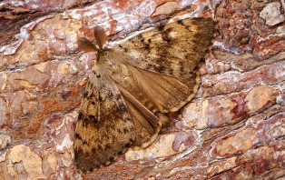 Moth Moth