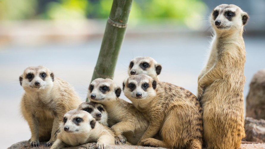 Compare The Meerkat