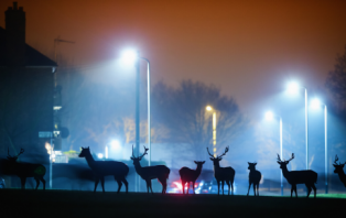 Wildlife Under Lockdown.png Wildlife Under Lockdown.png