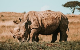 Edge of Extinction.jpg Edge of Extinction.jpg