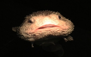 The Ugly Animal Preservation Society .jpg The Ugly Animal Preservation Society .jpg