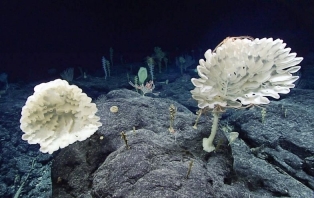 The Brilliant Abyss_ Exploring The Majestic Hidden Life Of The Deep Ocean (Credit_ NOAA Office of Ocean Exploration and Research, 2017 Laulima O Ka Moana).jpg The Brilliant Abyss_ Exploring The Majestic Hidden Life Of The Deep Ocean (Credit_ NOAA Office of Ocean Exploration and Research, 2017 Laulima O Ka Moana).jpg
