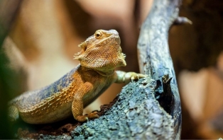 VSI_ Reptiles and Amphibians .jpg VSI_ Reptiles and Amphibians .jpg