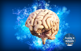 A Beginner's Guide To The Brain.png A Beginner's Guide To The Brain.png