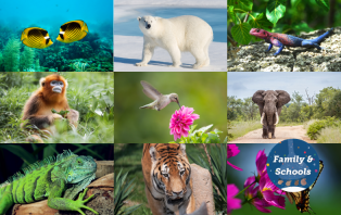 Ridiculous Diversity Of Life On Earth .png Ridiculous Diversity Of Life On Earth .png